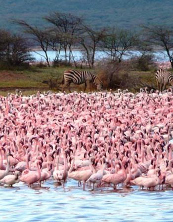 Spot Kenya Safaris